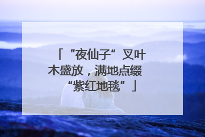 “夜仙子”叉叶木盛放，满地点缀“紫红地毯”