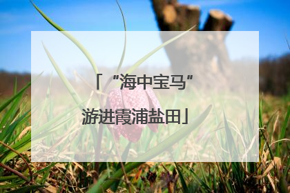 “海中宝马”游进霞浦盐田