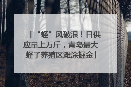 “蛏”风破浪！日供应量上万斤，青岛最大蛏子养殖区滩涂掘金