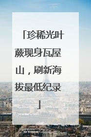 珍稀光叶蕨现身瓦屋山，刷新海拔最低纪录