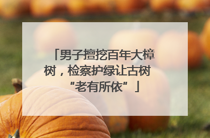 男子擅挖百年大樟树，检察护绿让古树“老有所依”
