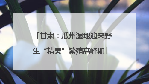 甘肃：瓜州湿地迎来野生“精灵”繁殖高峰期