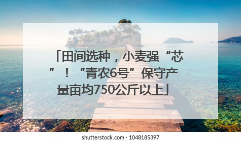 田间选种，小麦强“芯”！“青农6号”保守产量亩均750公斤以上