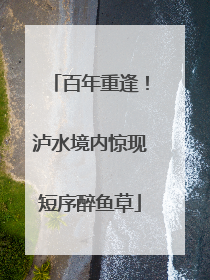 百年重逢！泸水境内惊现短序醉鱼草