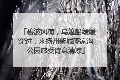 碧波风荷，乌篷船缓缓穿过，来扬州新城廖家沟公园感受诗意清凉