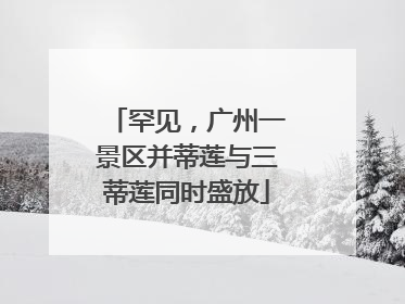 罕见，广州一景区并蒂莲与三蒂莲同时盛放