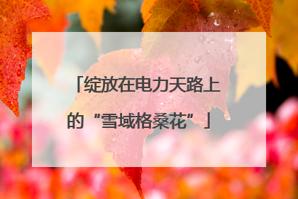 绽放在电力天路上的“雪域格桑花”