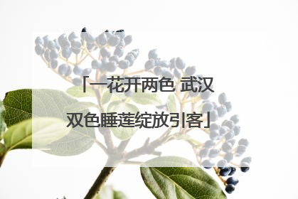 一花开两色 武汉双色睡莲绽放引客