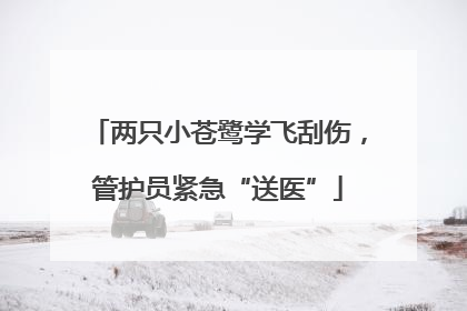 两只小苍鹭学飞刮伤，管护员紧急“送医”