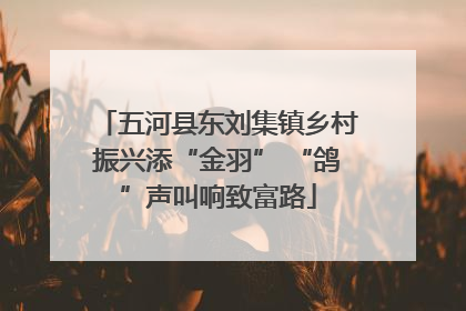 五河县东刘集镇乡村振兴添“金羽” “鸽”声叫响致富路