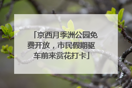 京西月季洲公园免费开放，市民假期驱车前来赏花打卡