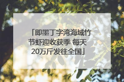即墨丁字湾海域竹节虾迎收获季 每天20万斤发往全国