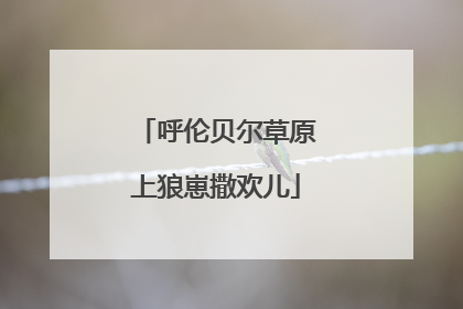 呼伦贝尔草原上狼崽撒欢儿