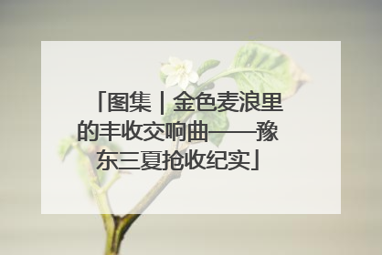 图集｜金色麦浪里的丰收交响曲——豫东三夏抢收纪实
