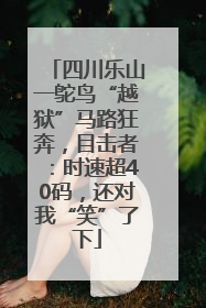 四川乐山一鸵鸟“越狱”马路狂奔，目击者：时速超40码，还对我“笑”了下