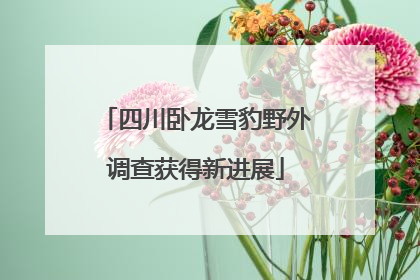 四川卧龙雪豹野外调查获得新进展