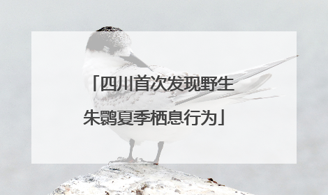 四川首次发现野生朱鹮夏季栖息行为