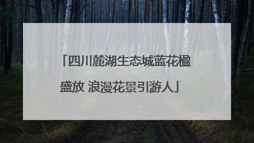 四川麓湖生态城蓝花楹盛放 浪漫花景引游人