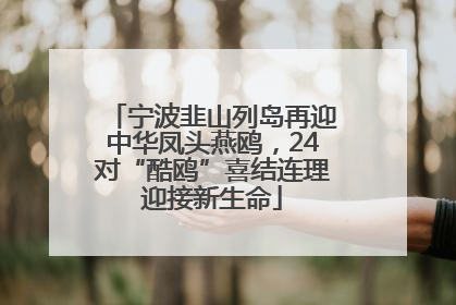 宁波韭山列岛再迎中华凤头燕鸥，24对“酷鸥”喜结连理迎接新生命