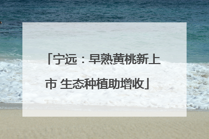 宁远：早熟黄桃新上市 生态种植助增收