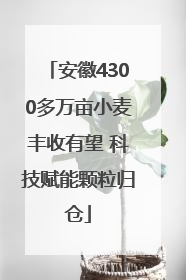 安徽4300多万亩小麦丰收有望 科技赋能颗粒归仓