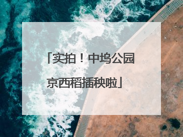 实拍！中坞公园京西稻插秧啦
