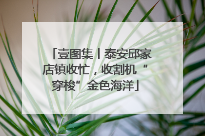 壹图集丨泰安邱家店镇收忙，收割机“穿梭”金色海洋