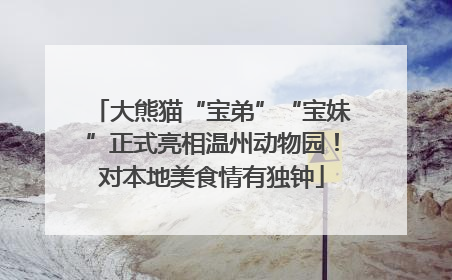 大熊猫“宝弟”“宝妹”正式亮相温州动物园！对本地美食情有独钟