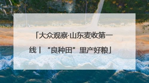大众观察·山东麦收第一线丨“良种田”里产好粮