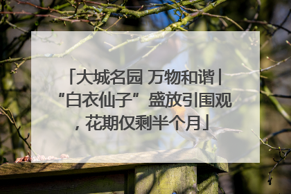 大城名园 万物和谐│“白衣仙子”盛放引围观，花期仅剩半个月
