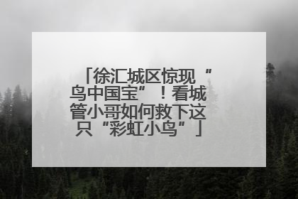 徐汇城区惊现“鸟中国宝”！看城管小哥如何救下这只“彩虹小鸟”
