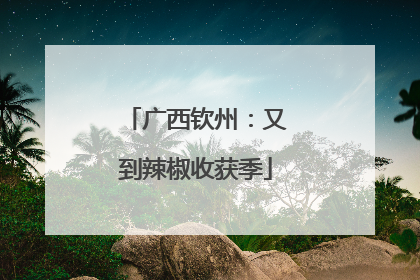 广西钦州：又到辣椒收获季