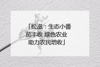 松滋：生态小番茄丰收 绿色农业助力农民增收