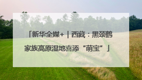 新华全媒+｜西藏：黑颈鹤家族高原湿地喜添“萌宝”