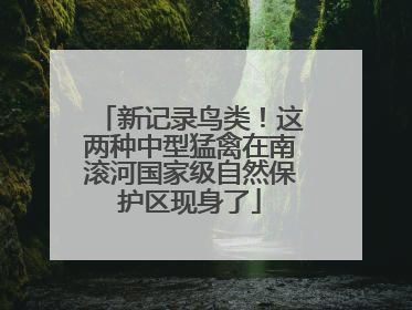 新记录鸟类！这两种中型猛禽在南滚河国家级自然保护区现身了