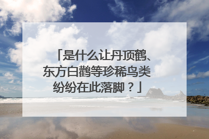 是什么让丹顶鹤、东方白鹳等珍稀鸟类纷纷在此落脚？