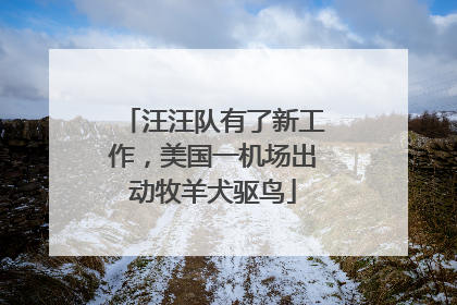 汪汪队有了新工作，美国一机场出动牧羊犬驱鸟