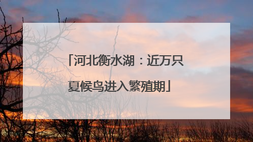河北衡水湖：近万只夏候鸟进入繁殖期