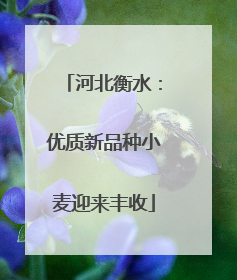 河北衡水：优质新品种小麦迎来丰收