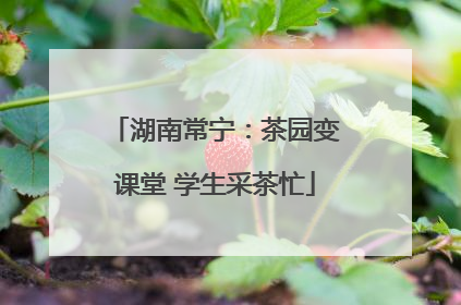 湖南常宁：茶园变课堂 学生采茶忙