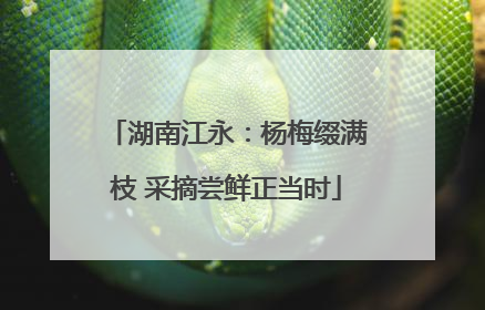 湖南江永：杨梅缀满枝 采摘尝鲜正当时
