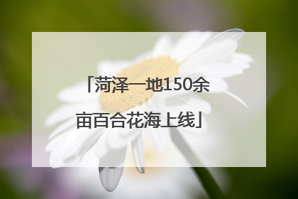 菏泽一地150余亩百合花海上线