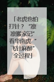 老虎也怕打针？“凛凛搬家记”看华南虎“飞针麻醉”全过程