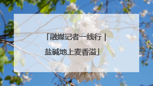 融媒记者一线行｜盐碱地上麦香溢