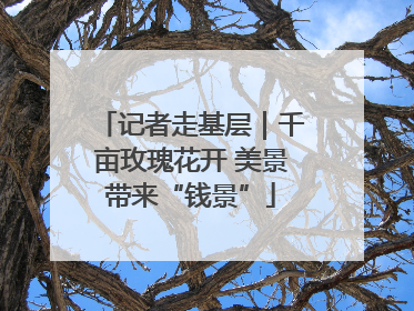 记者走基层｜千亩玫瑰花开 美景带来“钱景”
