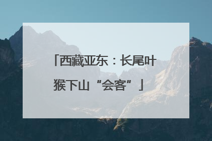 西藏亚东：长尾叶猴下山“会客”