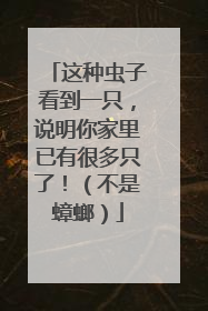 这种虫子看到一只，说明你家里已有很多只了！（不是蟑螂）