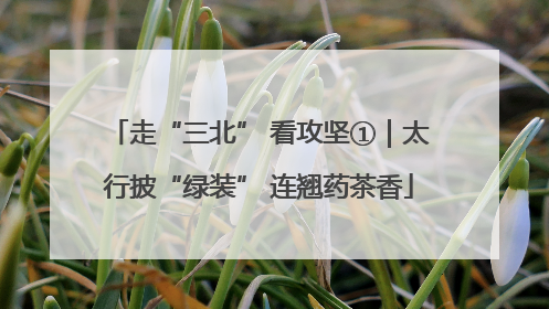 走“三北” 看攻坚①｜太行披“绿装” 连翘药茶香