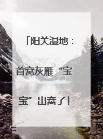 阳关湿地：首窝灰雁“宝宝”出窝了