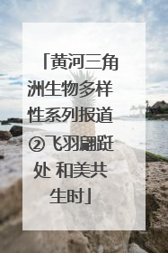 黄河三角洲生物多样性系列报道②飞羽翩跹处 和美共生时
